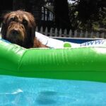 perro en la piscina